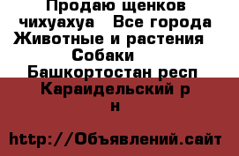 Продаю щенков чихуахуа - Все города Животные и растения » Собаки   . Башкортостан респ.,Караидельский р-н